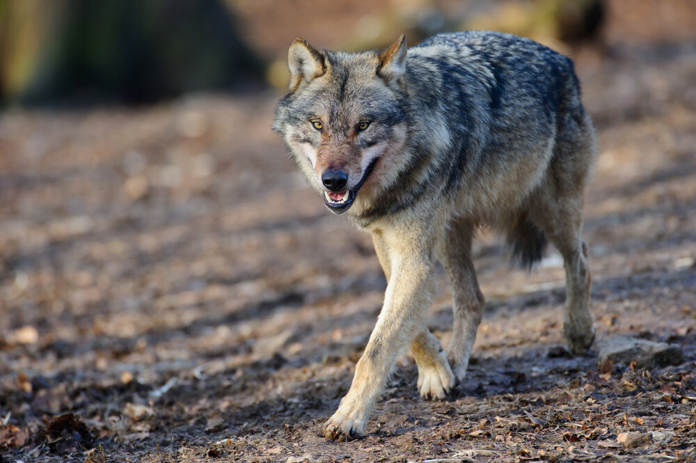 Wolf im Wald