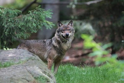 Wolf im Wald 