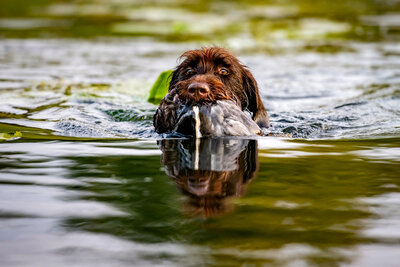 Drahthaar im Wasser